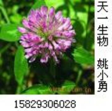 Red Clover P.E.